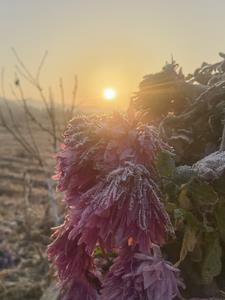 花开花落人易老